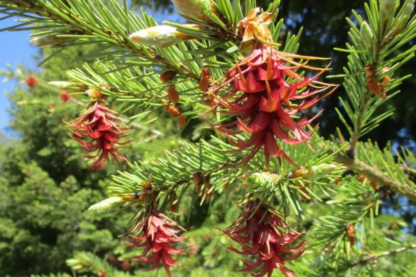 Fotografia szyszek sosny.