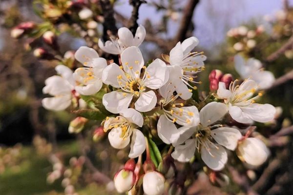 Fotografia kwiatów wiśni.