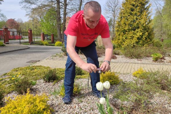Mieszkaniec fotografuje kwitnące tulipany.