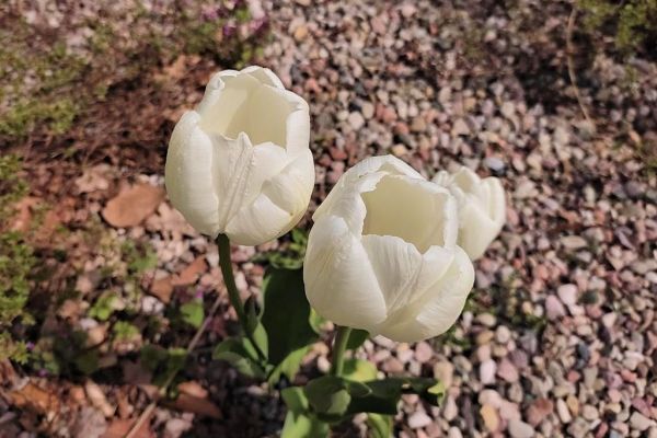 Fotografia kwiatów tulipanów.