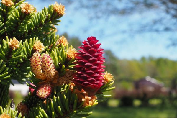 Fotografia szyszek drzewa jodłowego.