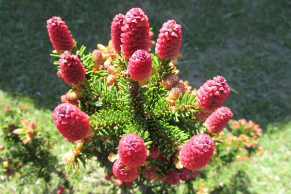 Fotografia szyszek drzewa jodłowego.