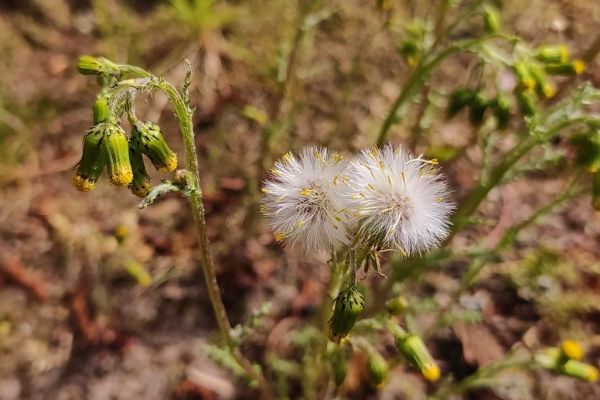 Fotografia kwiatu podbiału.