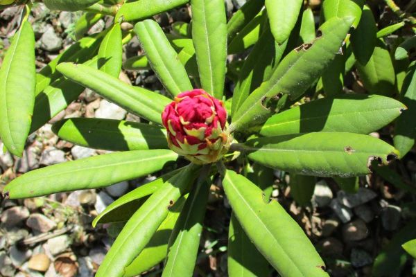 Fotografia pączku rózanecznika.