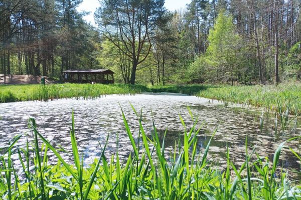 Stawek leśny w okolicy Lubuczewa.