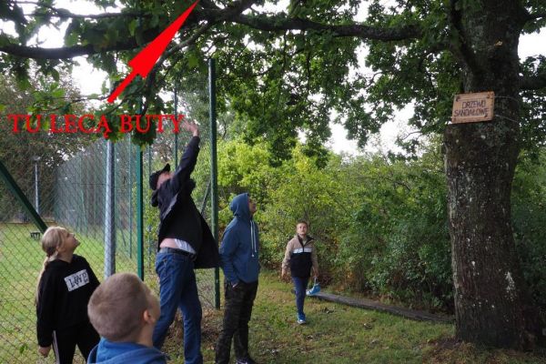 Uczestnik pikniku rzuca buty na drzewo sandałowe w Warblewie.