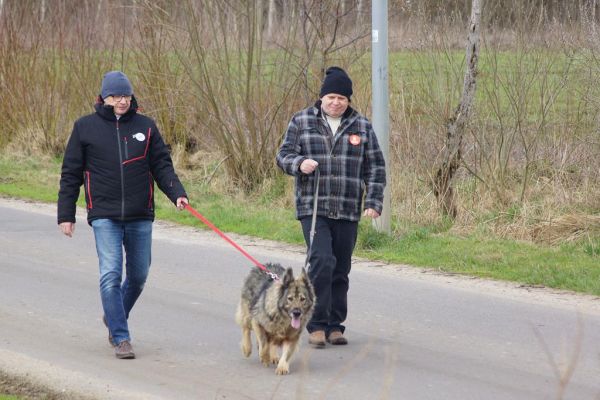 Mieszkańcy wraz z uczestnikami UTW z Rędzikowa wyprowadzają psy na spacer ze słupskiego schroniska dla zwierząt.