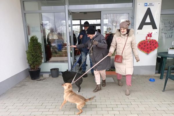 Mieszkańcy wraz z uczestnikami UTW z Rędzikowa wyprowadzają psy na spacer ze słupskiego schroniska dla zwierząt.