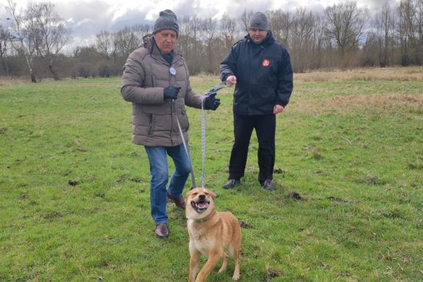 Mieszkańcy wraz z uczestnikami UTW z Rędzikowa wyprowadzają psy na spacer ze słupskiego schroniska dla zwierząt.