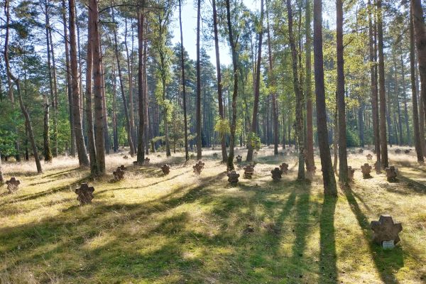 Zdjęcie krzyży w lesie.